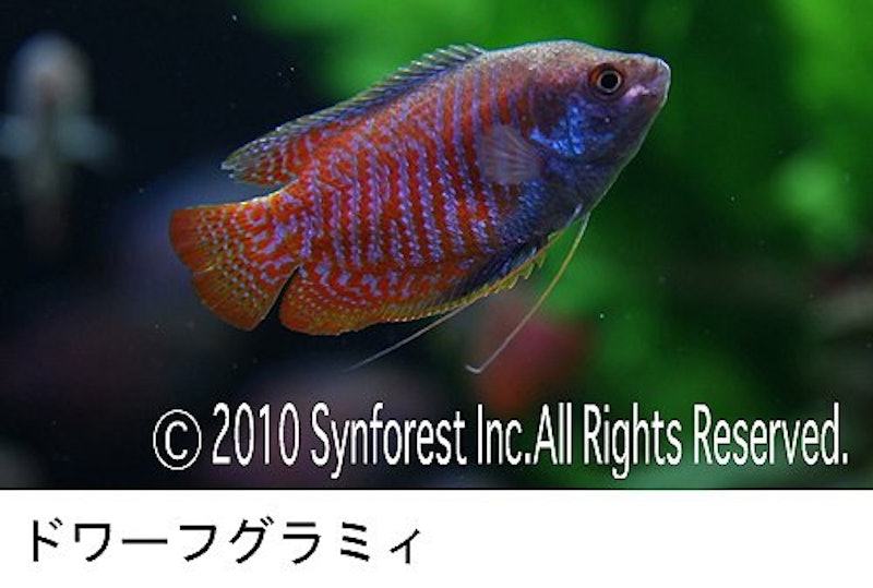 熱帯魚映像図鑑 バーチャル・アクアリウム 8