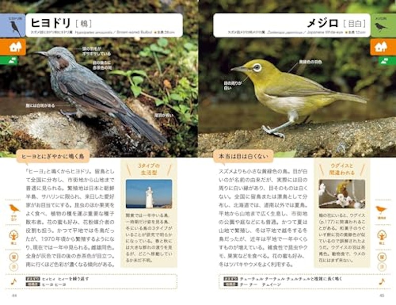 野鳥図鑑 5