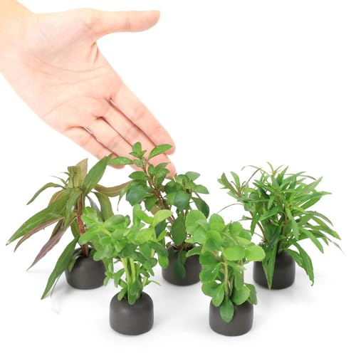 ゼオライトリング（グレー）おまかせ有茎草5個セット 3