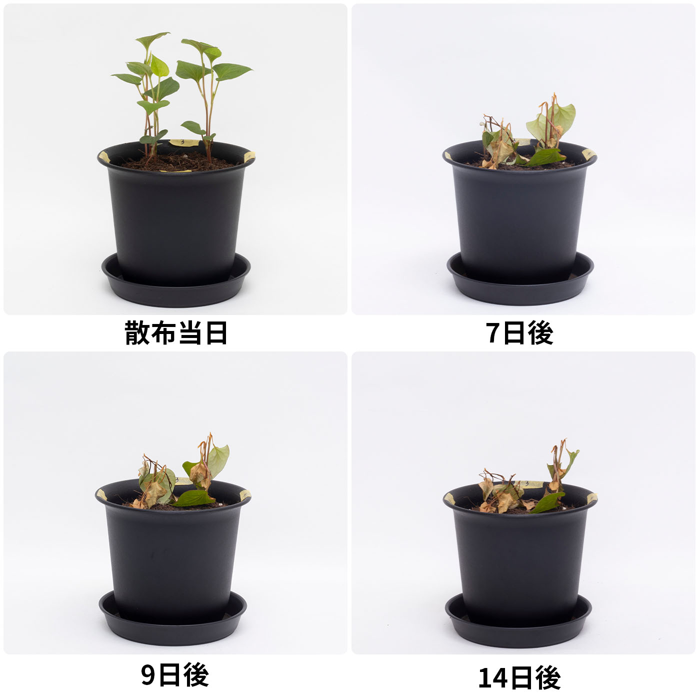 根まで枯らす虫よけ除草王プレミアム 3