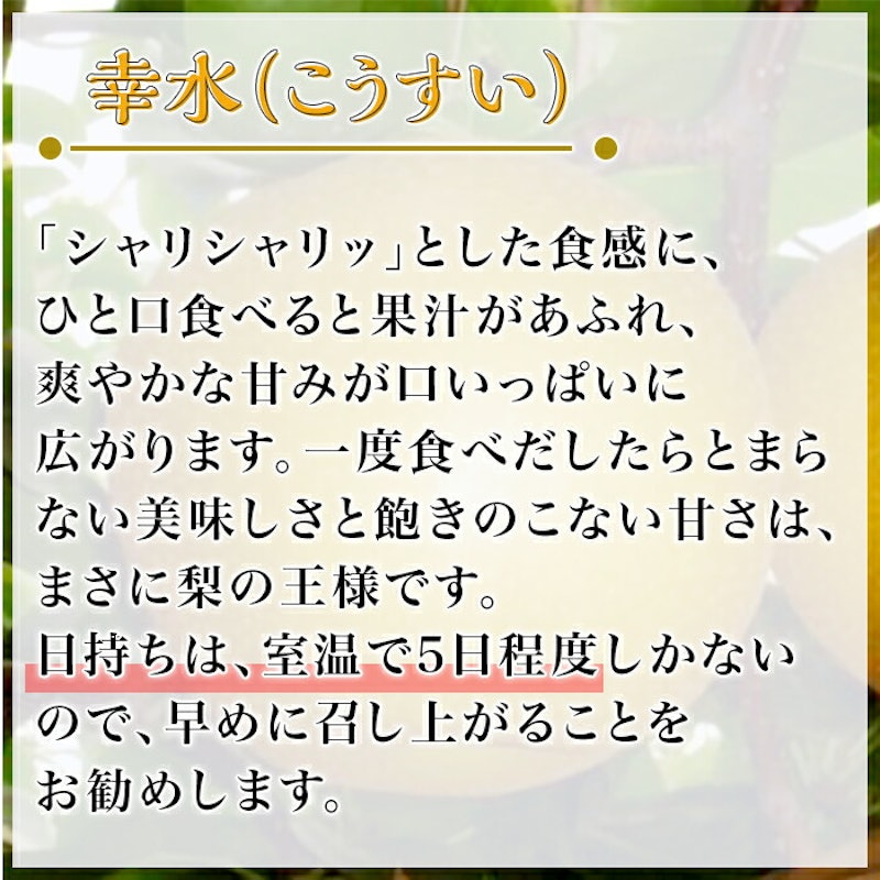 茨城県産 幸水梨 2