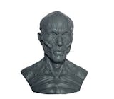 筋肉人体模型のおすすめ人気ランキング【2026年8月】 5