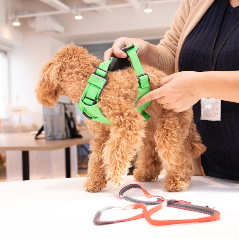 徹底比較 犬用ハーネスのおすすめ人気ランキング18選 Mybest