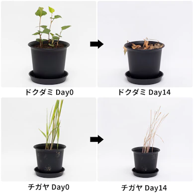 茎の変色から始まり、14日後には葉までしっかり枯れた姿に