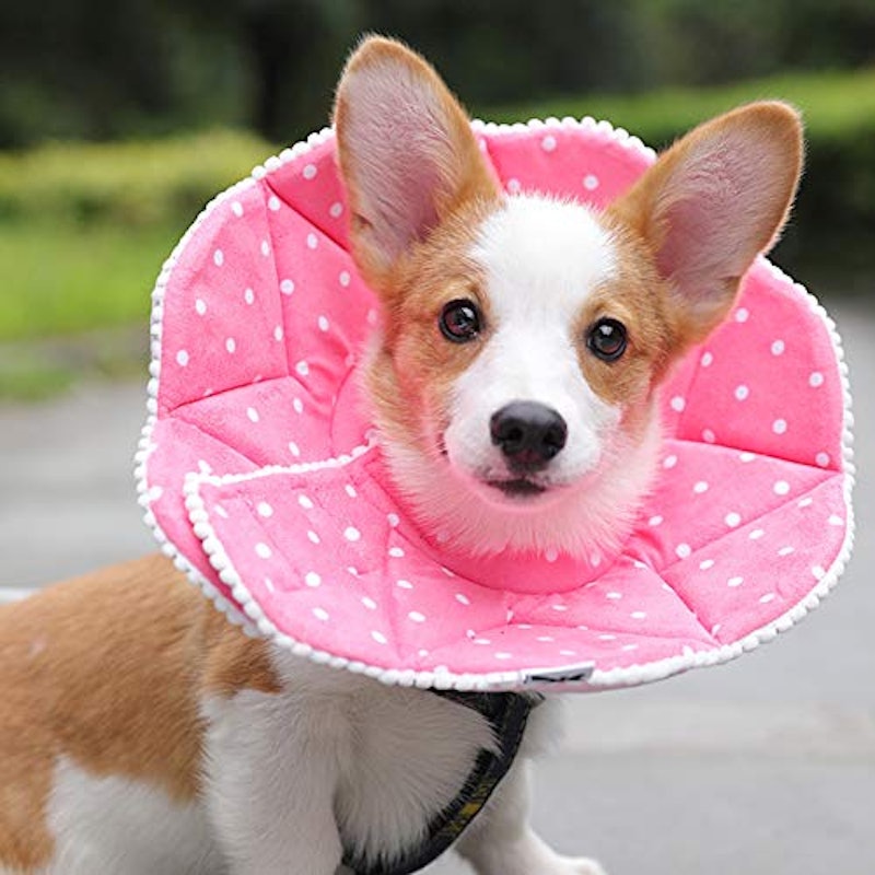 21年 犬用エリザベスカラーのおすすめ人気ランキング10選 Mybest 21年 犬用エリザベスカラーのおすすめ人気ランキング10選 Mybest