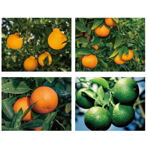 21年 オレンジ みかんゼリーのおすすめ人気ランキング10選 Mybest