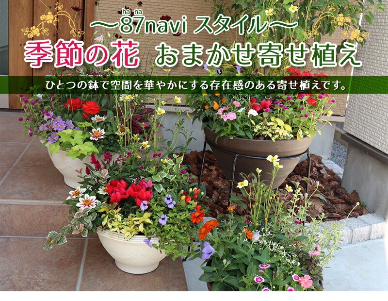 22年 プレゼント鉢植えのおすすめ人気ランキング34選 Mybest 22年 プレゼント鉢植えのおすすめ人気ランキング34選 Mybest