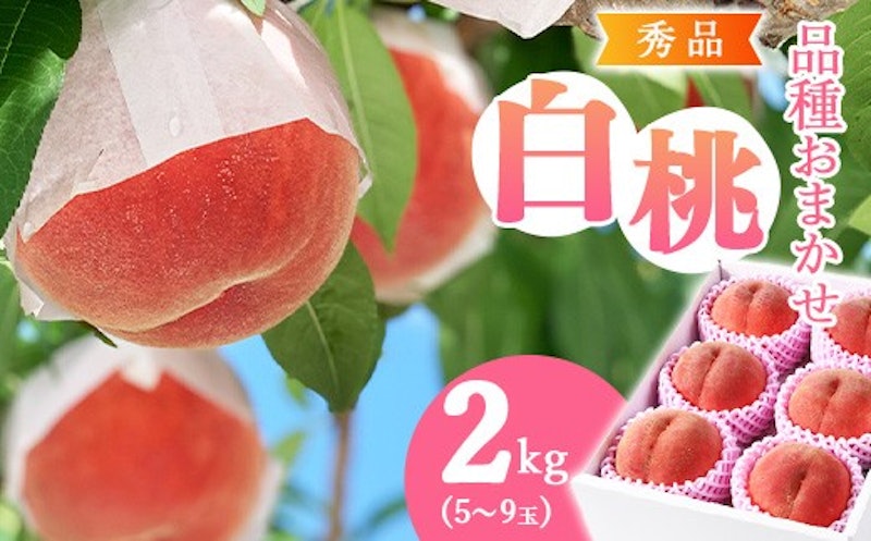 白桃 1