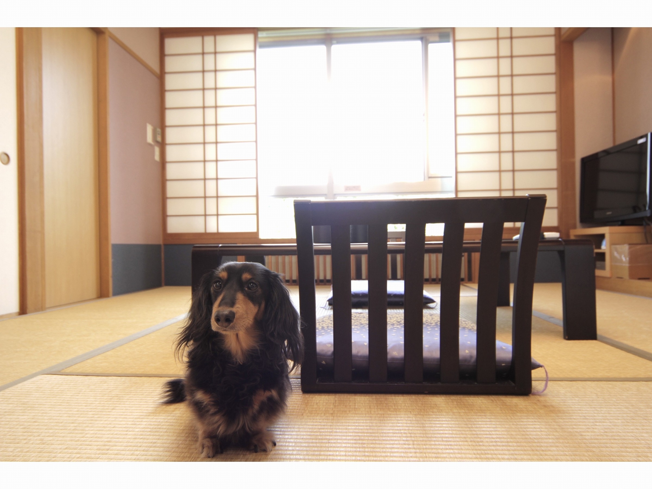 二ノ平温泉 Dog’s Rest Place 1
