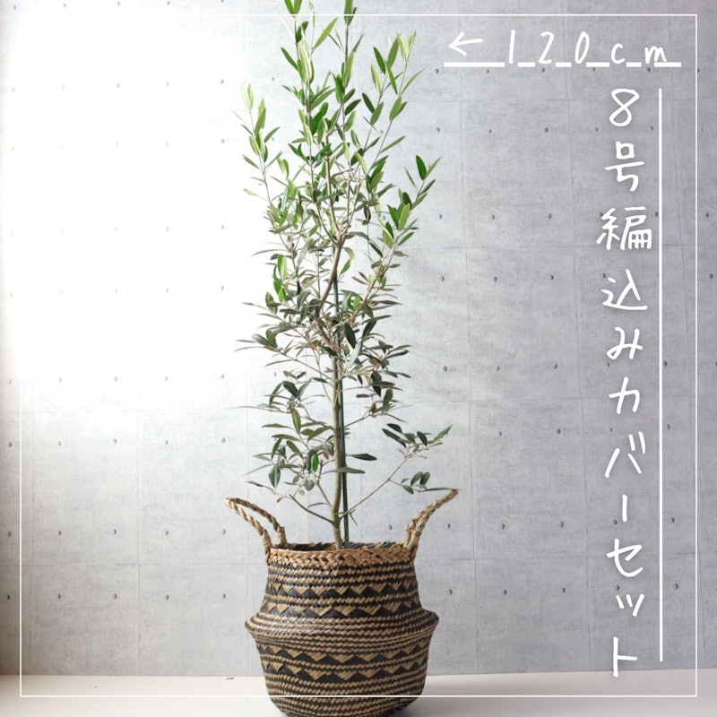 オリーブの木 ひなかぜ 2