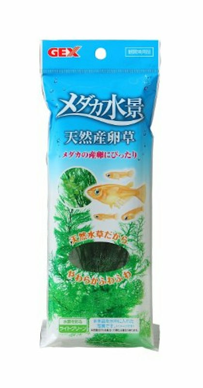 メダカ水景 天然産卵草 1