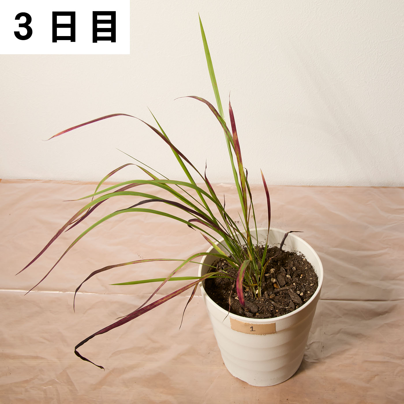 速効除草剤 15