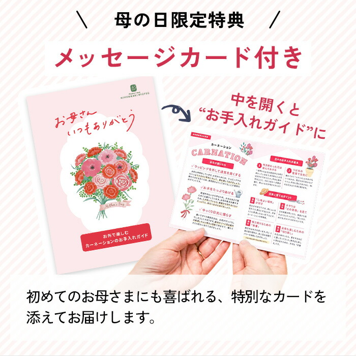 カーネーション 7