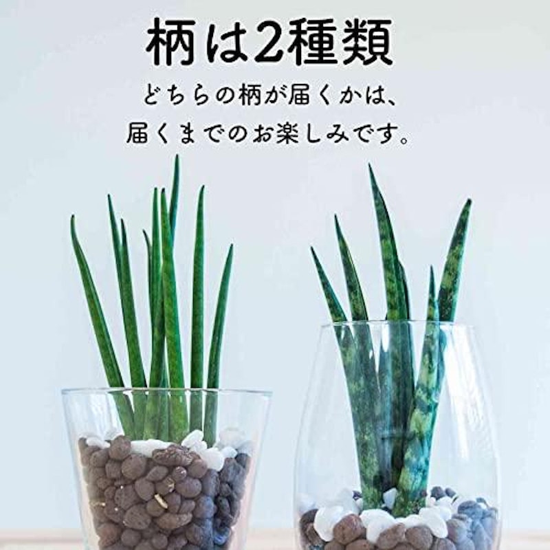 サンスベリア ミカド ハイドロカルチャー 5