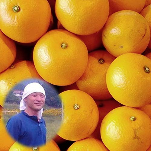 農薬・化学肥料不使用 八朔 2