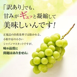 シャインマスカット 2