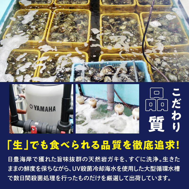 延岡産天然岩牡蠣 4