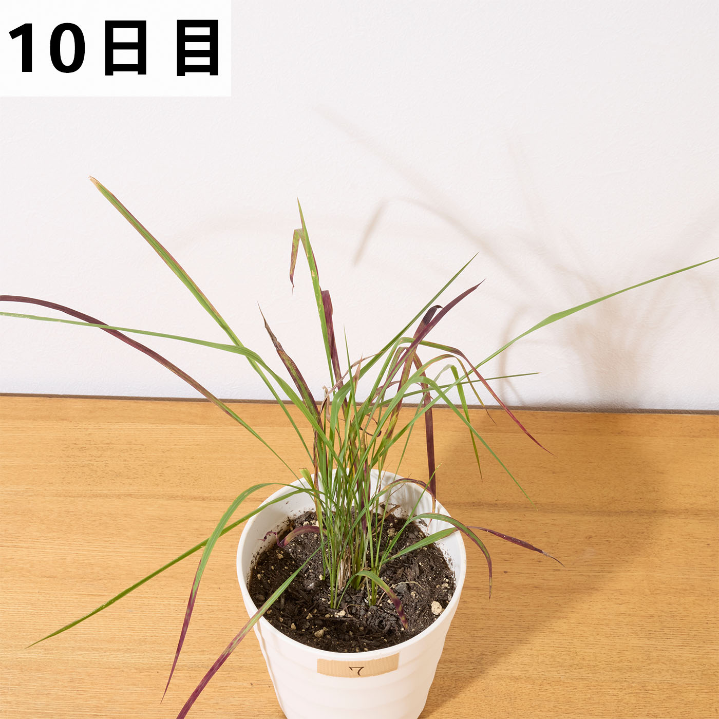 レモングラスとお酢の除草液シャワー 17