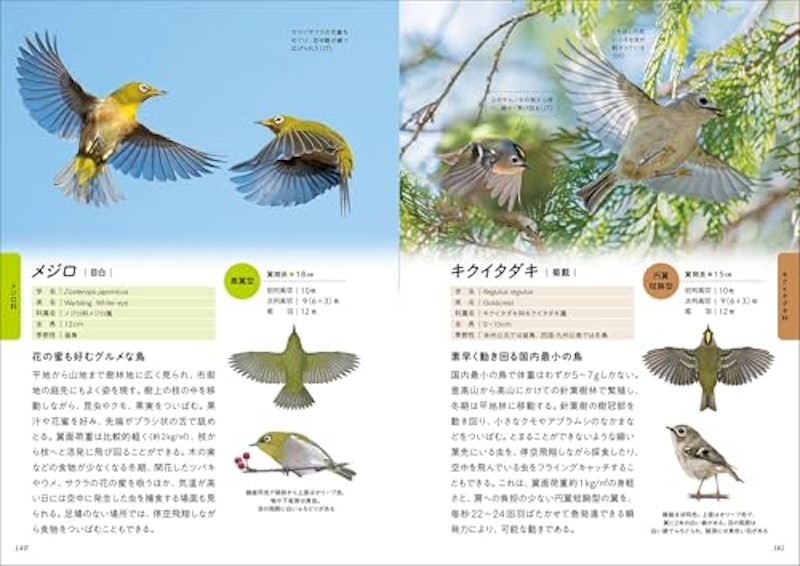 華麗なる野鳥飛翔図鑑 2