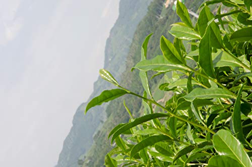 茶和家 秋番茶 4
