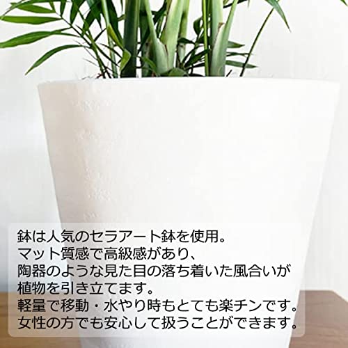 おしゃれな観葉植物のおすすめ人気ランキング33選【2024年】 | マイベスト