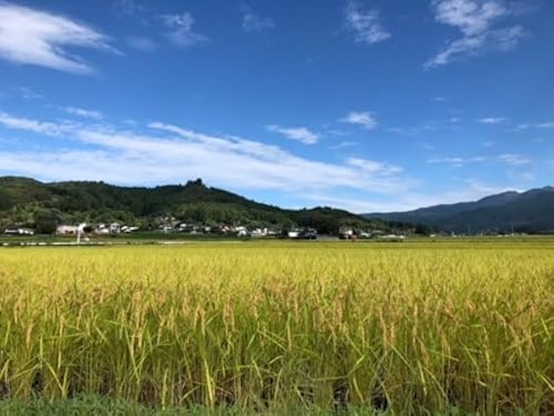 金井さんのアイガモ農法白米 2