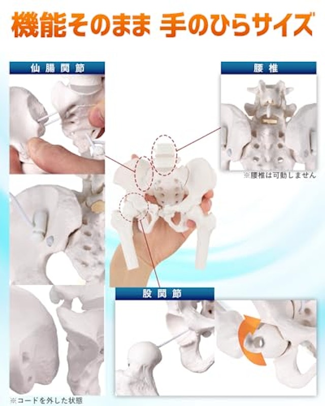 グイッと動かせる大腿骨付きミニ骨盤模型 3