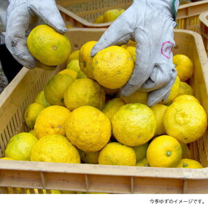 農薬・化学肥料不使用栽培の木頭柚子 3