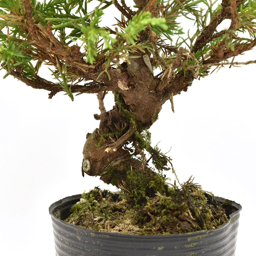 21年 ミニ盆栽のおすすめ人気ランキング14選 Mybest