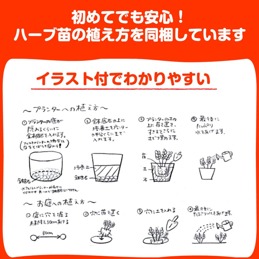 ストロベリーミント 4
