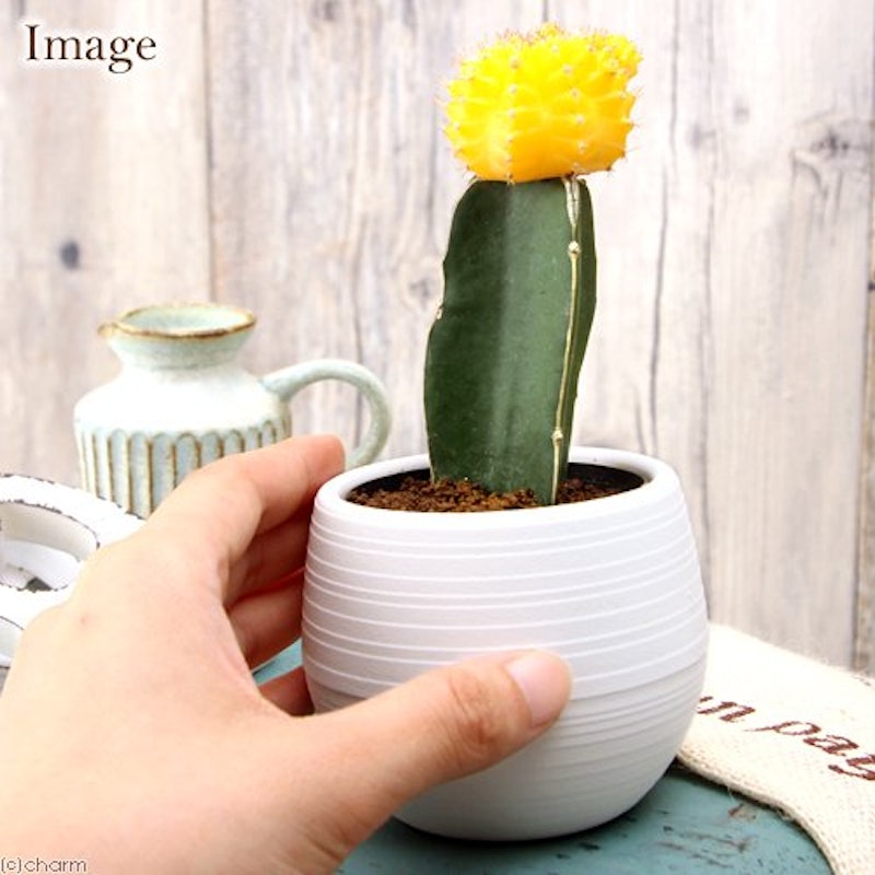 22年 サボテンのおすすめ人気ランキング19選 Mybest 22年 サボテンのおすすめ人気ランキング19選 Mybest