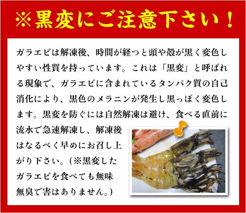 越前がらえび 5