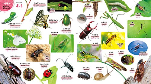 はじめてずかん これ、な～に？650 3