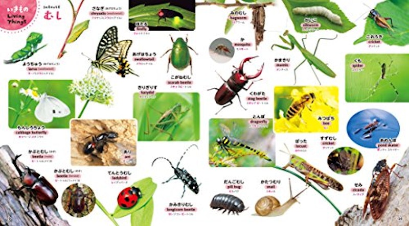 はじめてずかん これ、な~に?650 3