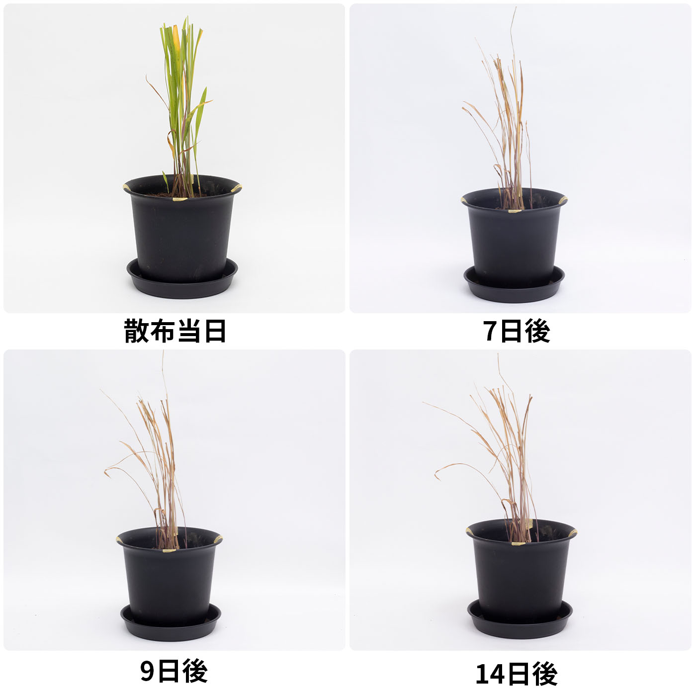 カダン除草王シリーズプロ 除草王シャワーS 4
