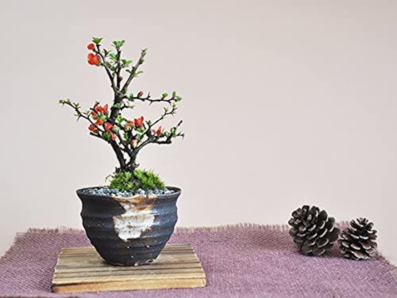 かわいいミニ長寿梅の盆栽 藤久手造り小鉢 2