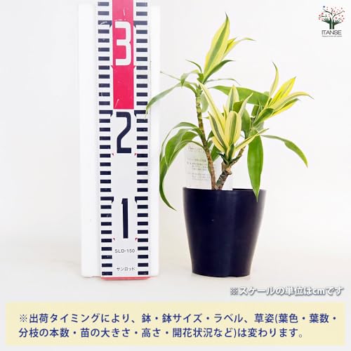 ドラセナ ソング オブ スリランカ 3