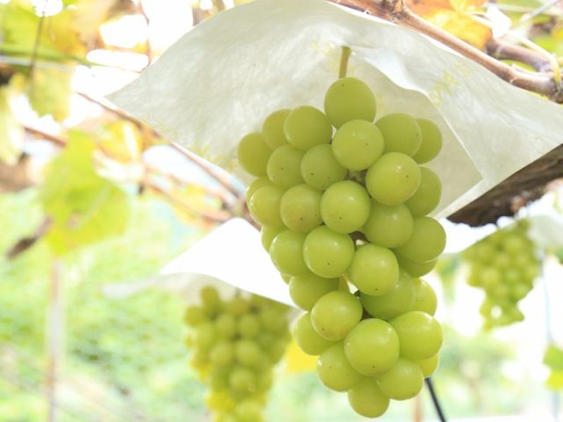 21年 関東近郊のぶどう狩りスポットのおすすめ人気ランキング15選 Mybest 21年 関東近郊のぶどう狩りスポットのおすすめ人気ランキング15選 Mybest