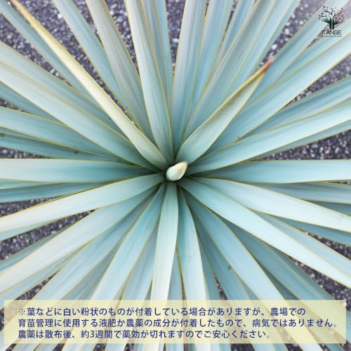 ユッカ リギダ 5
