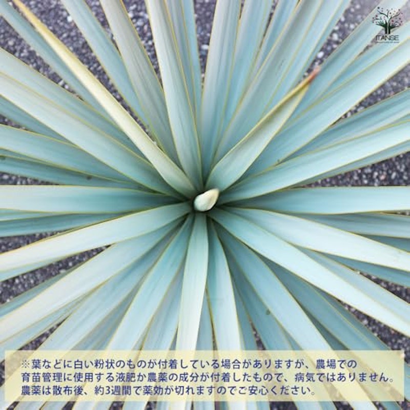 ユッカ リギダ 5