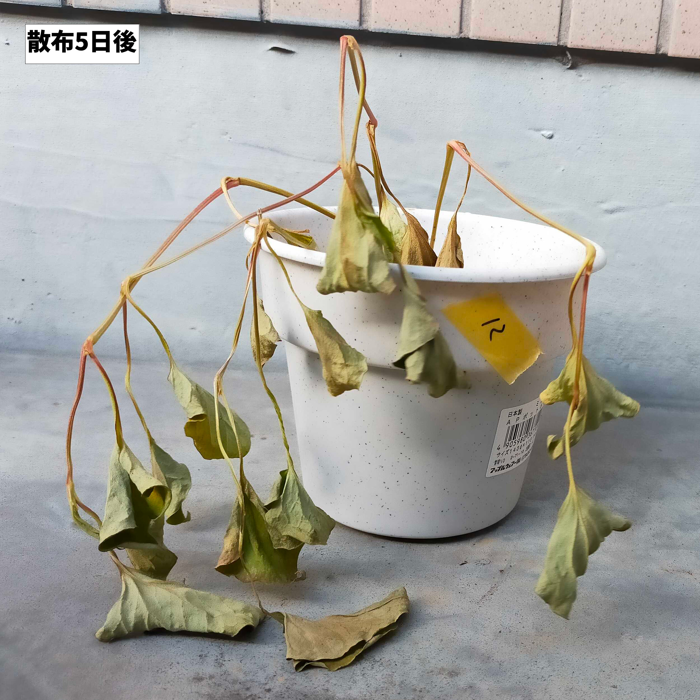 ザクサ液剤 5