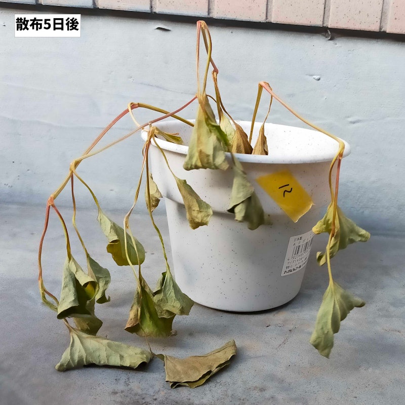 ザクサ液剤 5