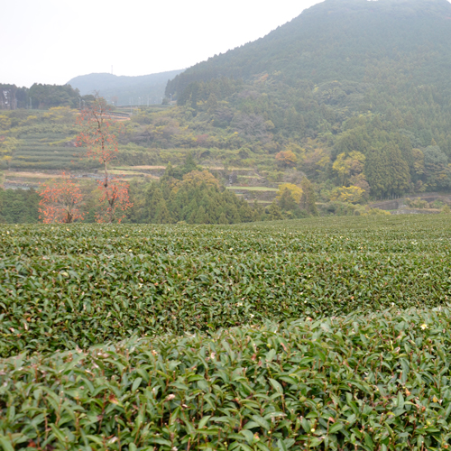 りょくけん お茶定期便 3