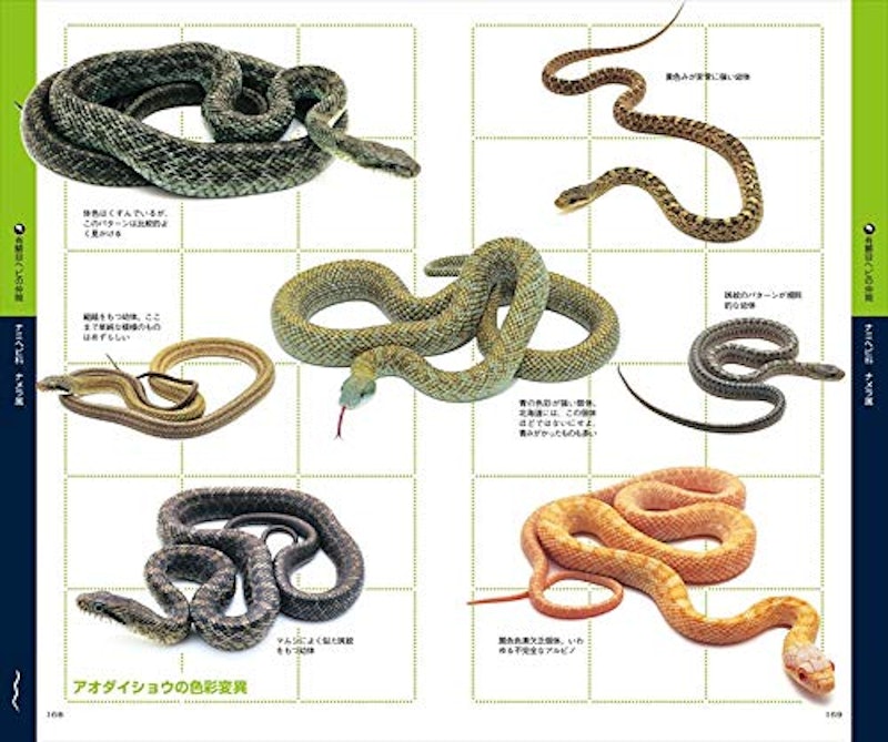 22年 爬虫類図鑑のおすすめ人気ランキング選 Mybest 22年 爬虫類図鑑のおすすめ人気ランキング選 Mybest