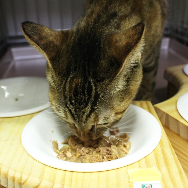 キャネット 魚正 かつおを全35商品と比較 口コミや評判を実際に使ってレビューしました Mybest