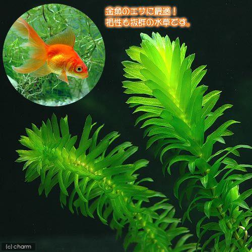 メダカ金魚藻 エサ用アナカリス 1