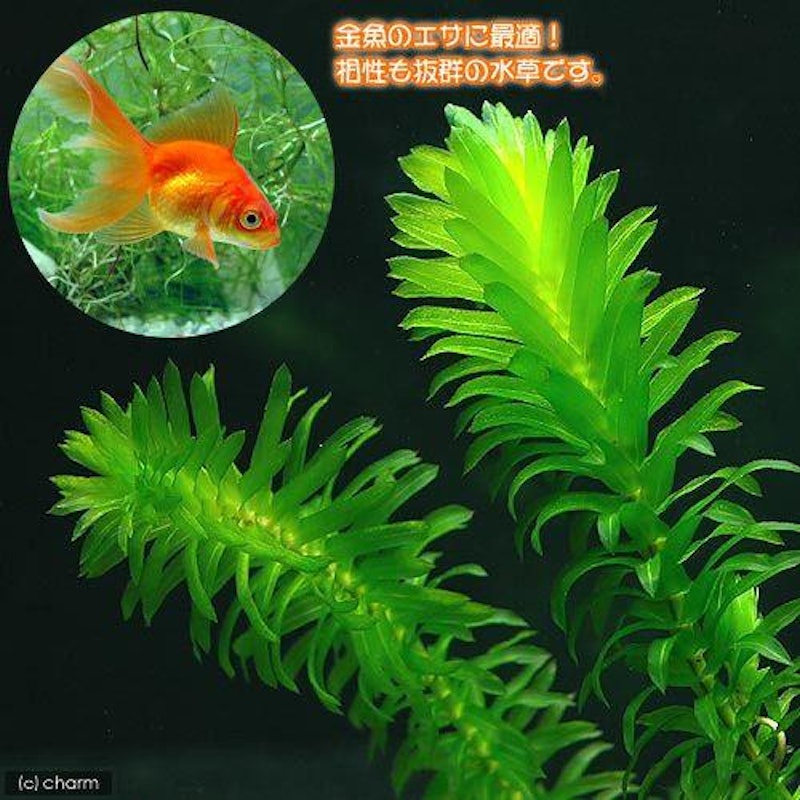 メダカ金魚藻 エサ用アナカリス 1
