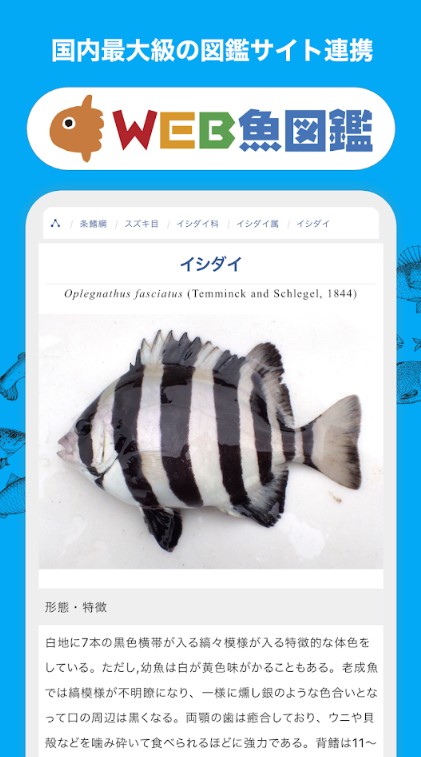 魚みっけ 4