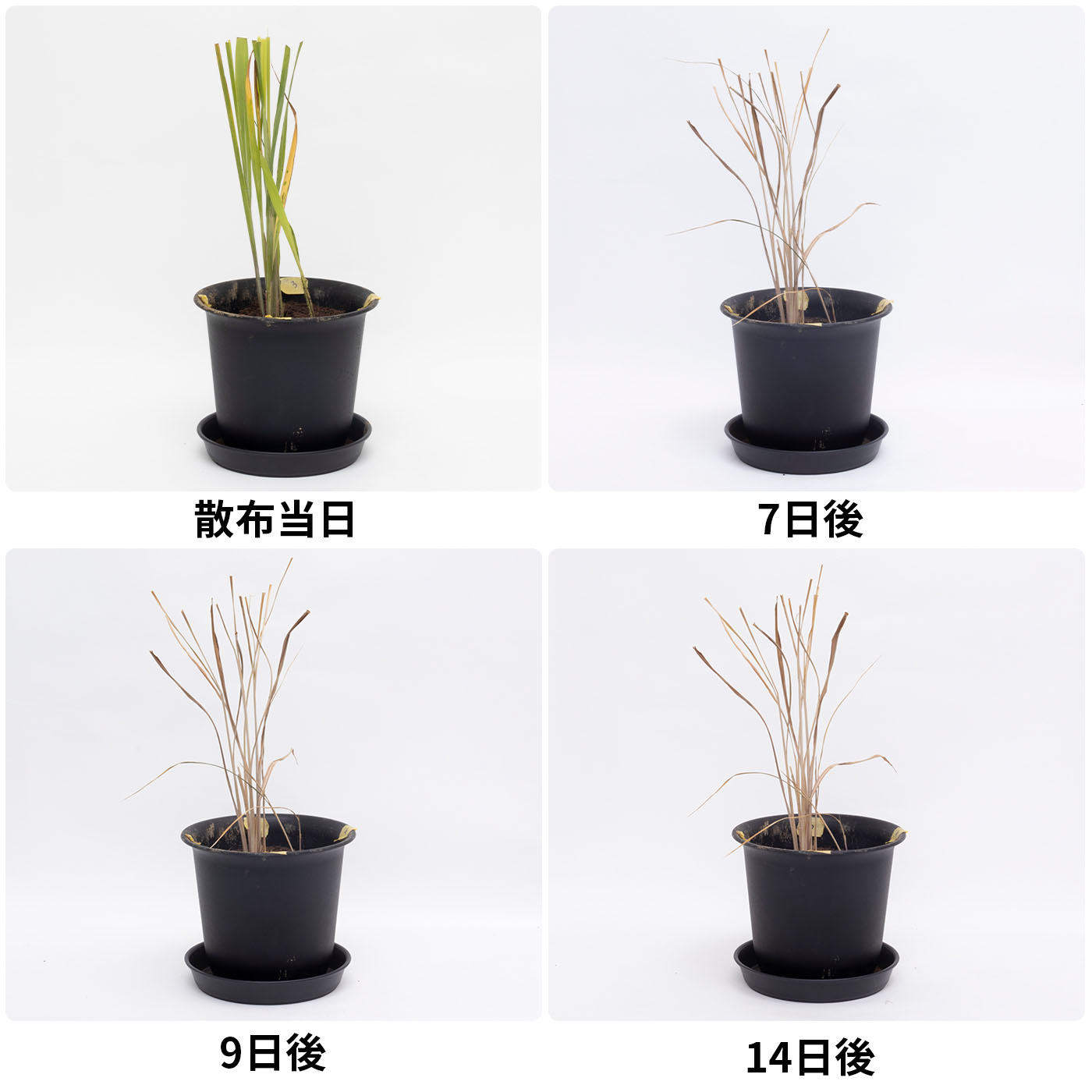 根まで枯らす虫よけ除草王プレミアム 4