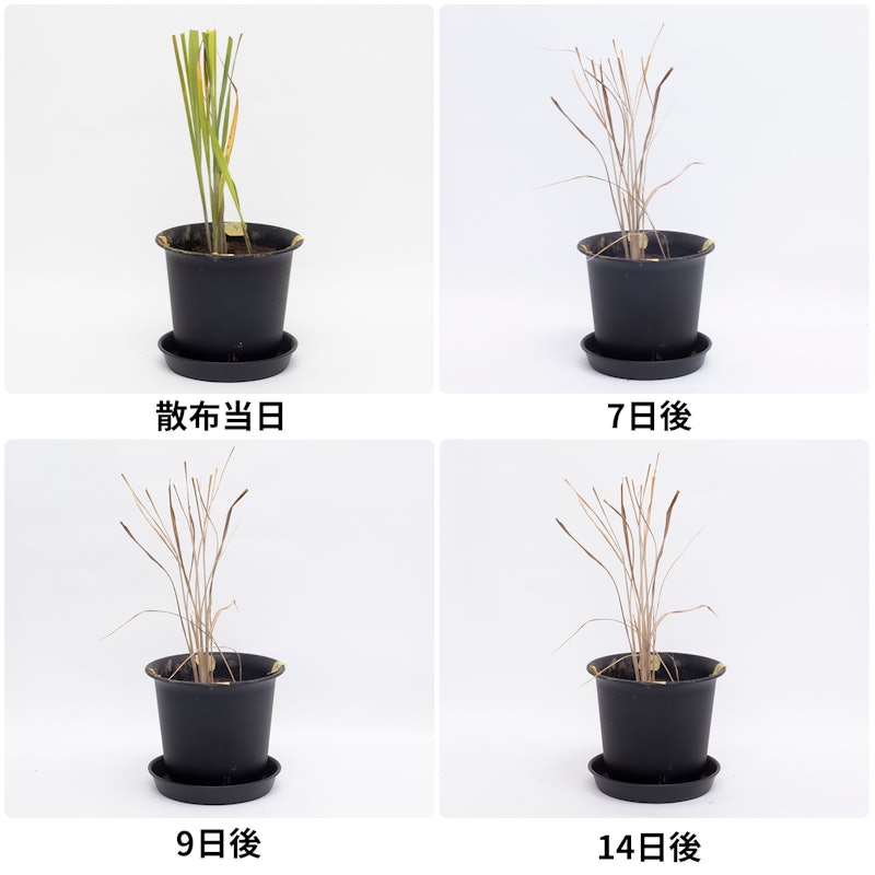 根まで枯らす虫よけ除草王プレミアム 4